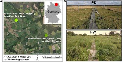 Meteorological Controls on Water Table Dynamics in Fen Peatlands Depend on Management Regimes